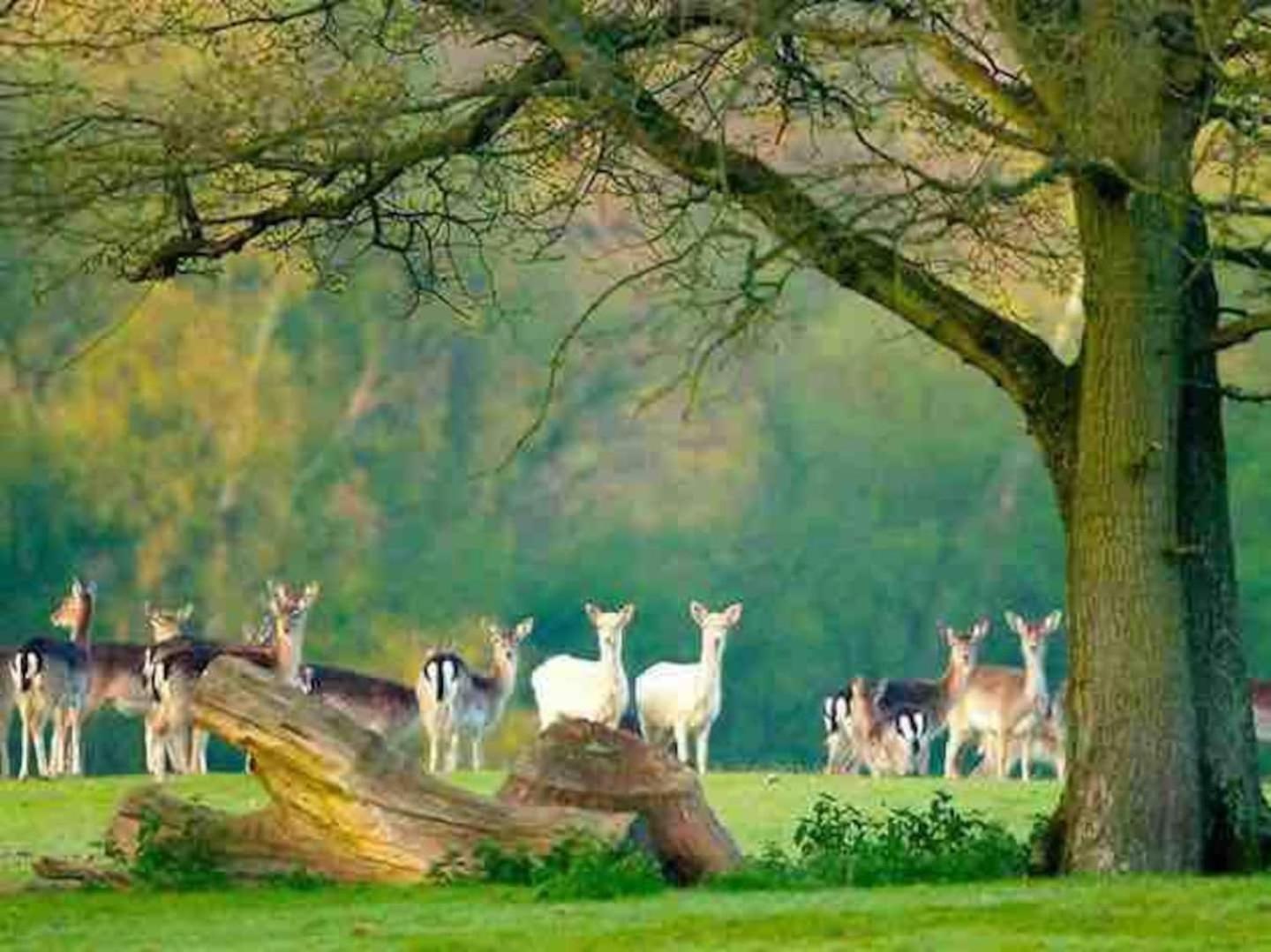 New Forest Retreat Shorefield Country Park Lymington Dış mekan fotoğraf