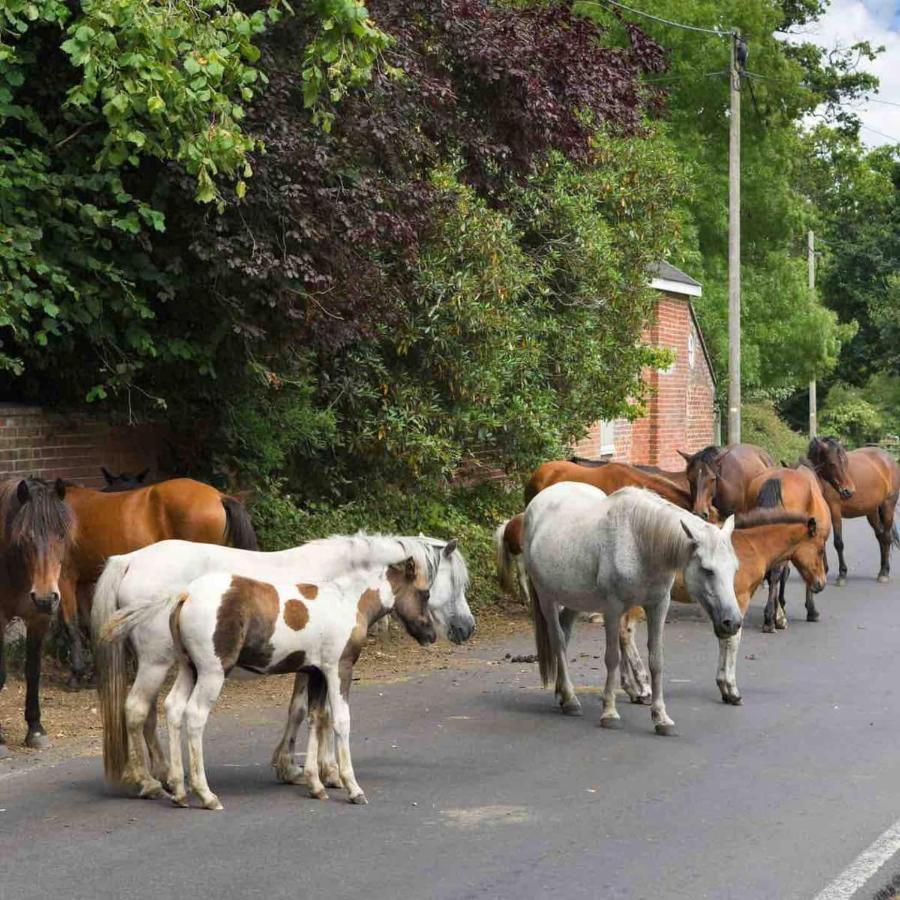 New Forest Retreat Shorefield Country Park Lymington Dış mekan fotoğraf
