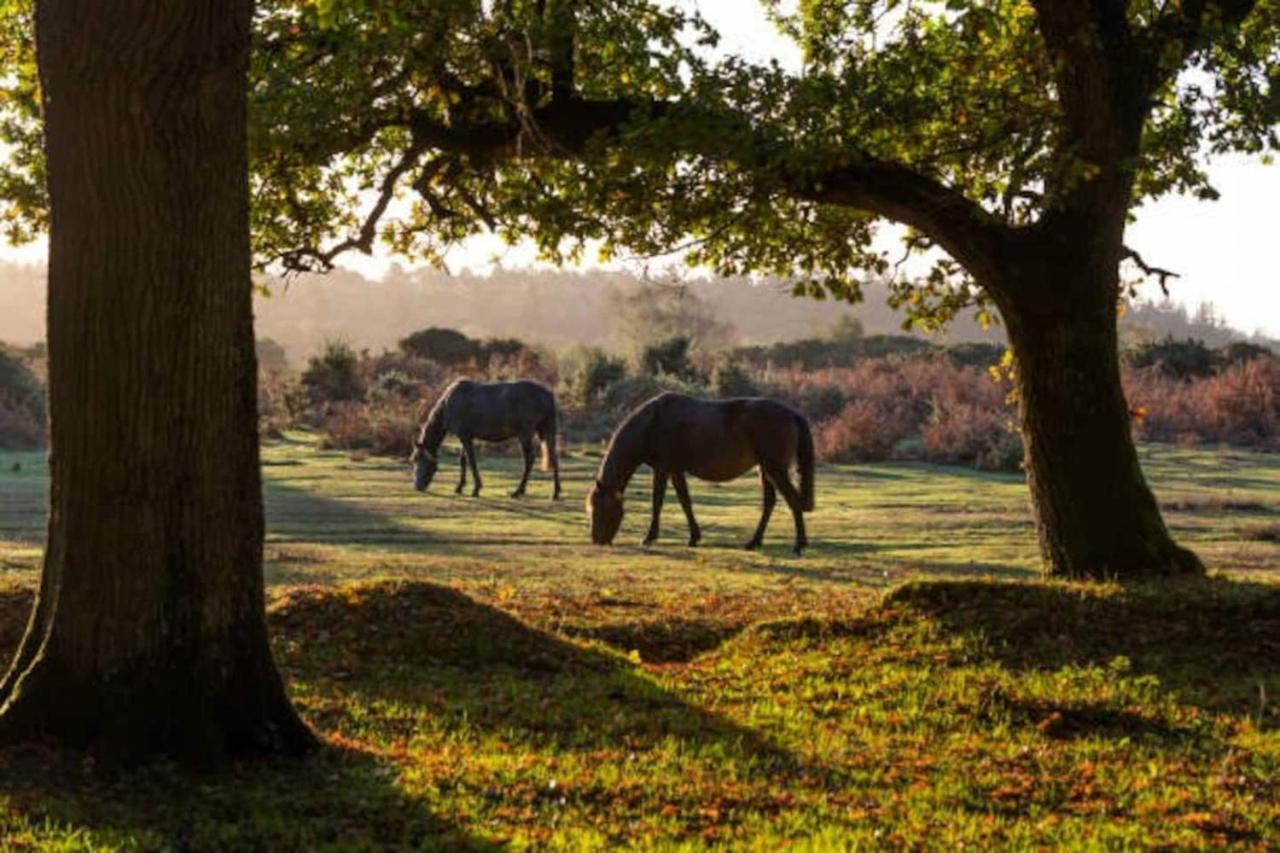 New Forest Retreat Shorefield Country Park Lymington Dış mekan fotoğraf